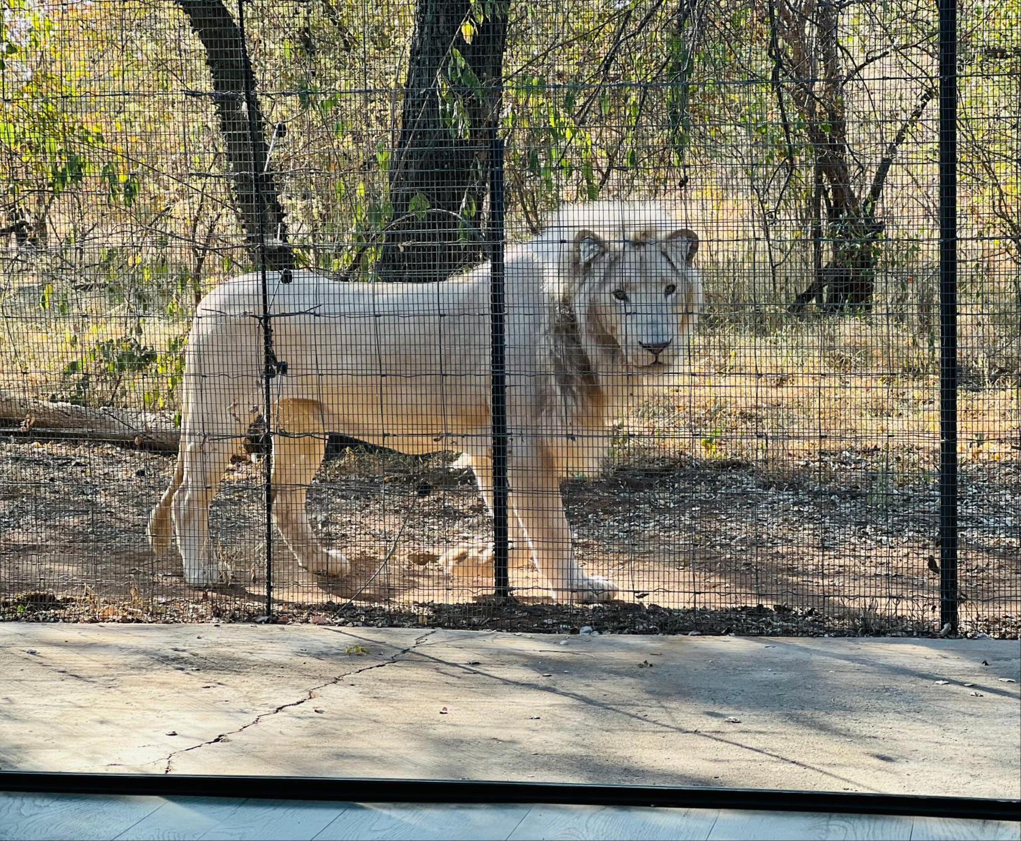 Simba Safaris African Pride Exotic Lodge Lephalale Exterior foto