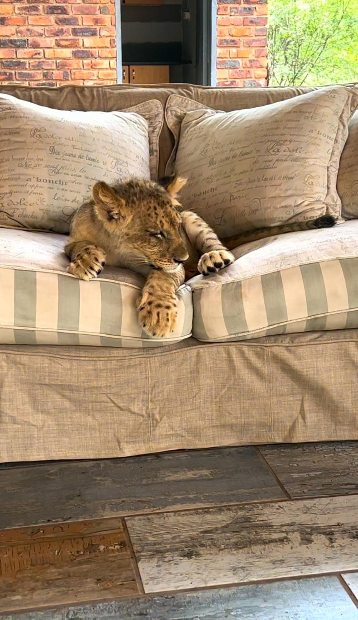 Simba Safaris African Pride Exotic Lodge Lephalale Exterior foto