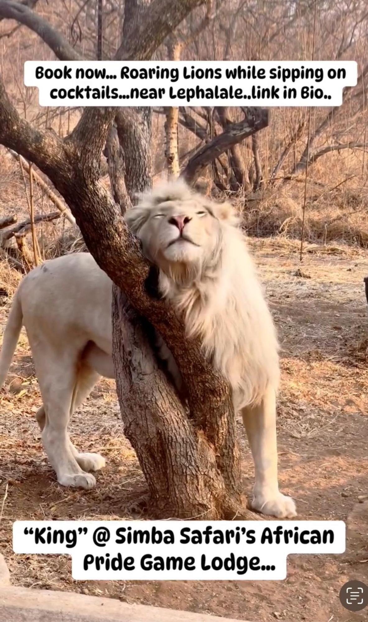 Simba Safaris African Pride Exotic Lodge Lephalale Exterior foto